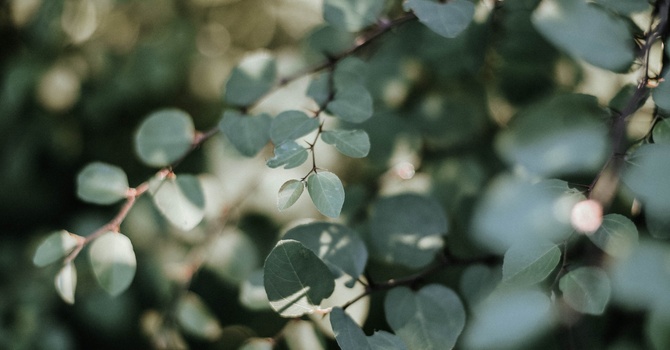 Musculoskeletal Assessment